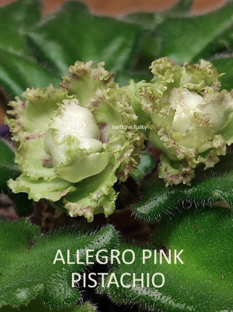 091. ALLEGRO PINK PISTACHIO